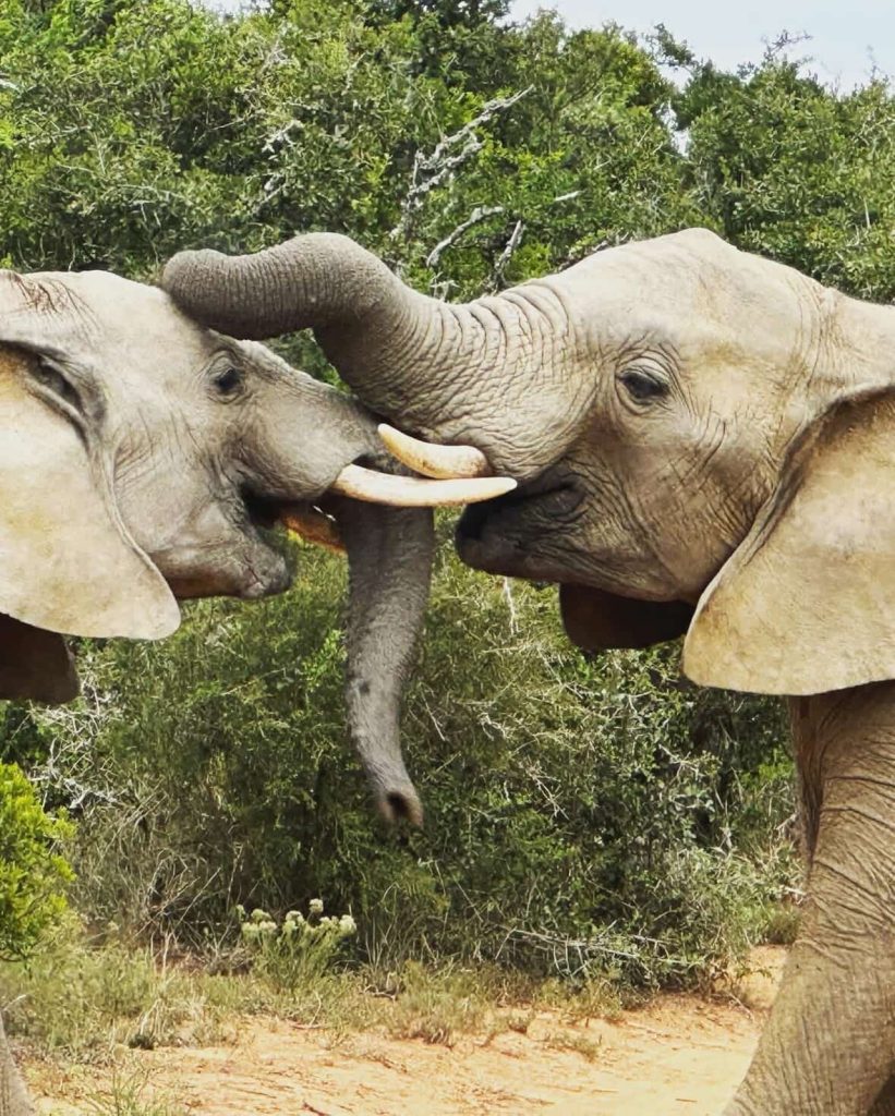 Two elephants touching trunks in Cape Town