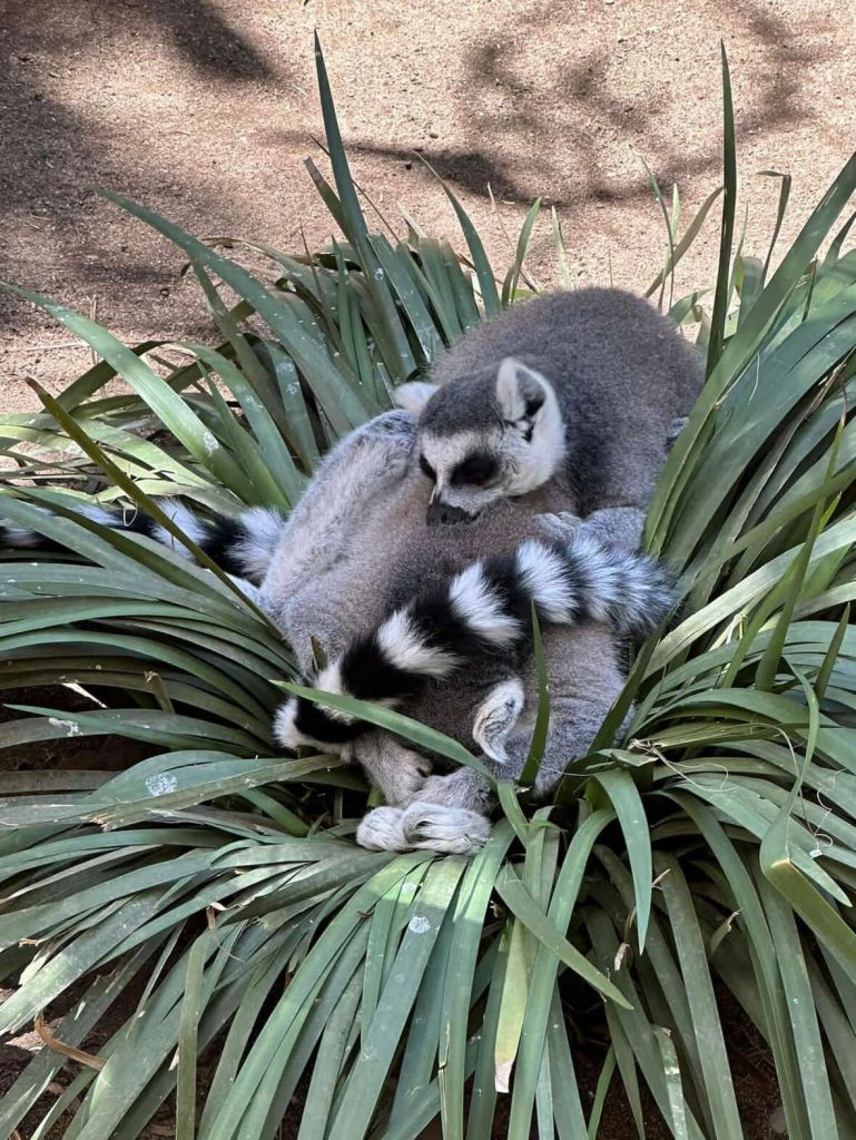 Two ring-tailed lemurs cuddling in lush green foliage in Cape Town
