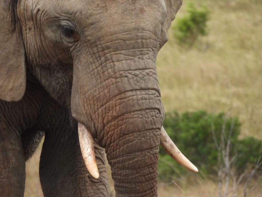 Close-up of an African elephant's head with tusks in a natural landscape near Cape Town.