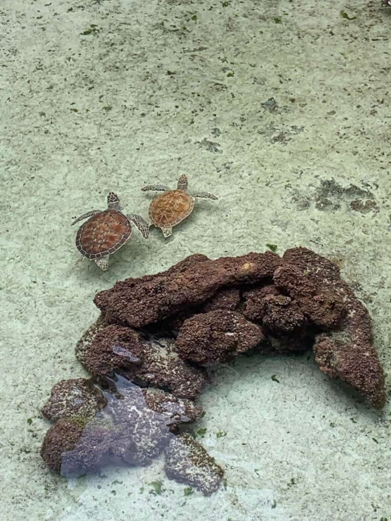 Two sea turtles swimming near coral in clear water.