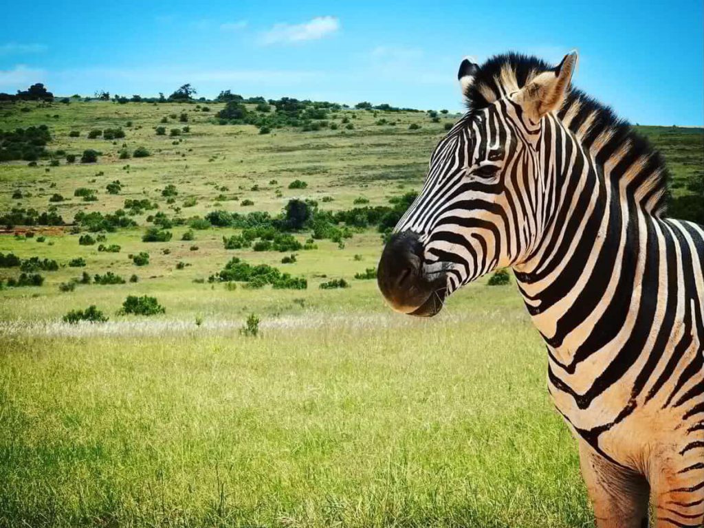 Zebra in a grassy field with rolling hills in Cape Town, South Africa