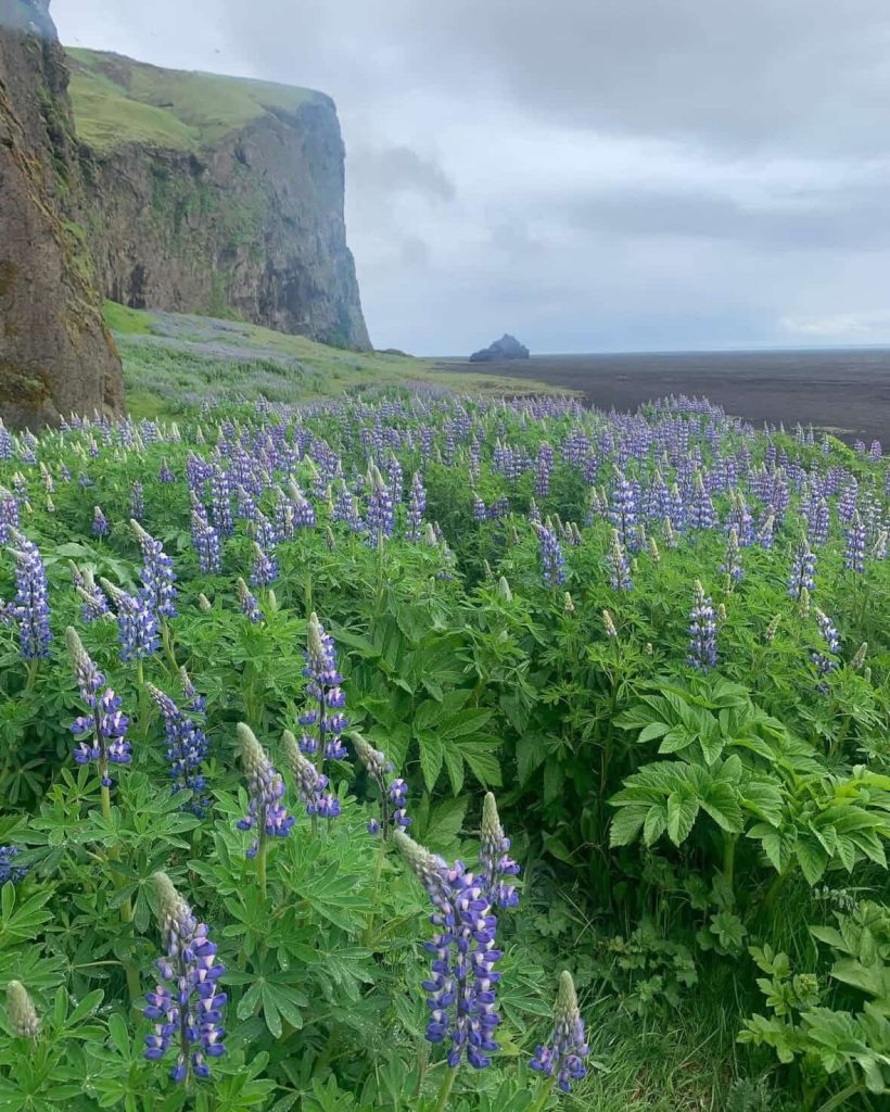 Lupine field in Reykjavik, Iceland, with cliffs and black sand beach in the background.