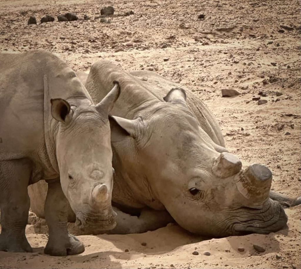 Two white rhinos resting on sandy ground, possibly in a South African wildlife reserve near Cape Town.