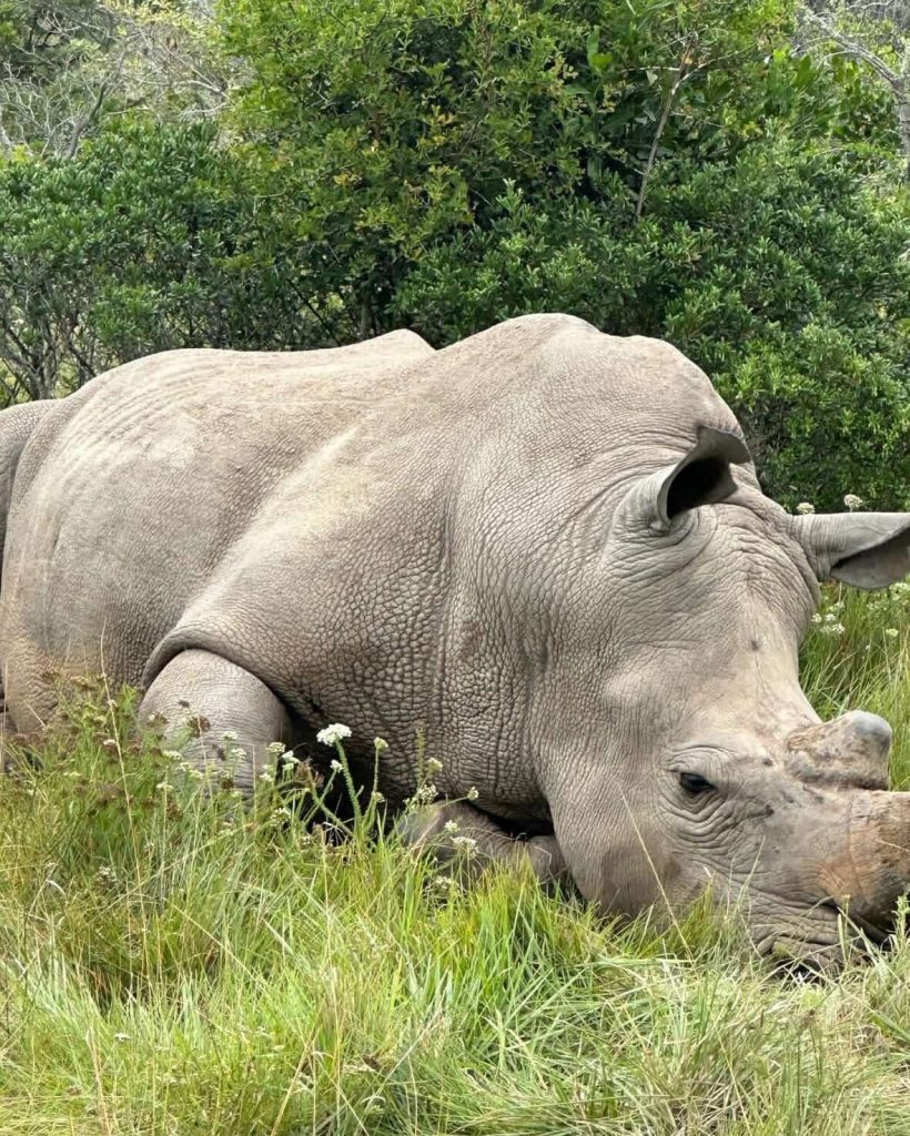 White rhino resting in tall grass near Cape Town