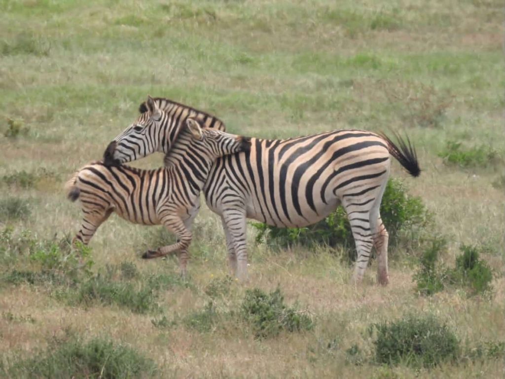 Mother zebra and foal nuzzle affectionately in a grassy field near Cape Town.