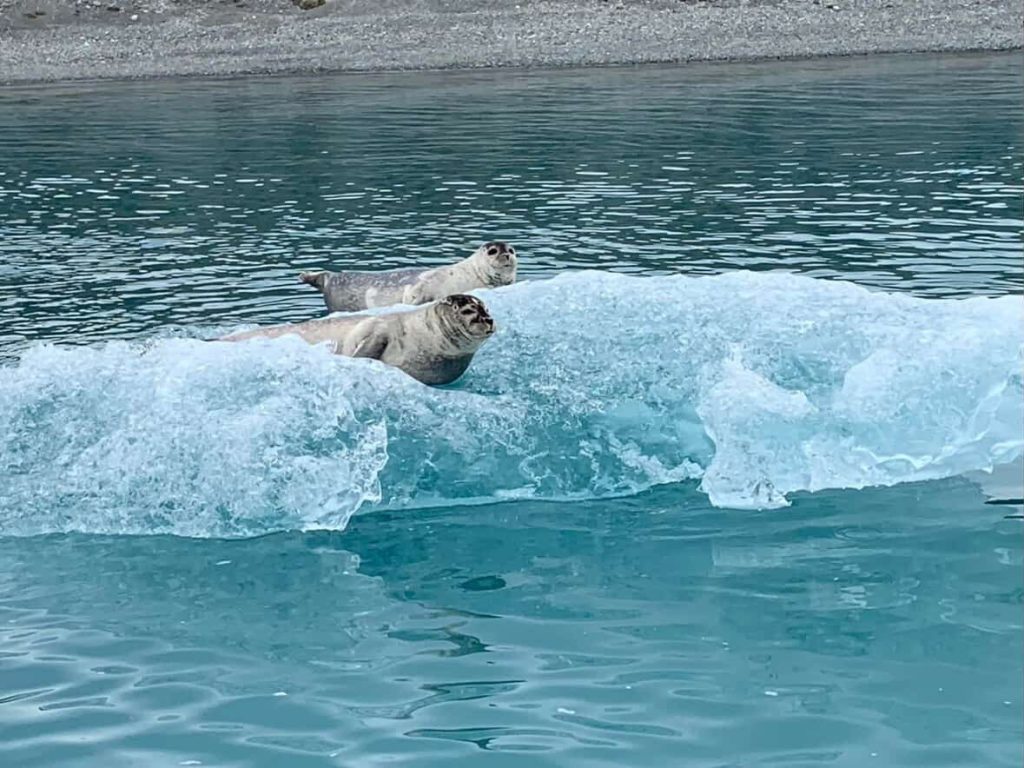Seals resting on an iceberg near Reykjavik.