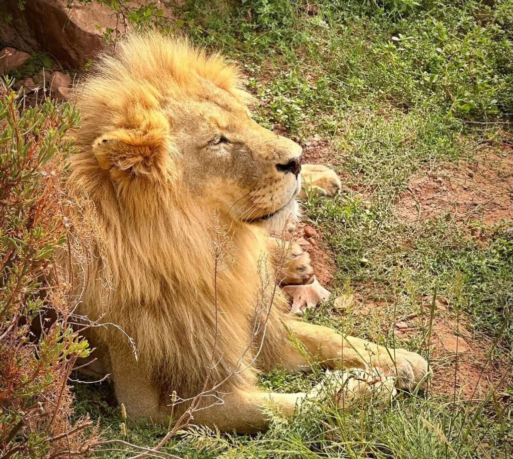 Majestic male lion resting in grassy terrain near a rocky outcrop in Cape Town