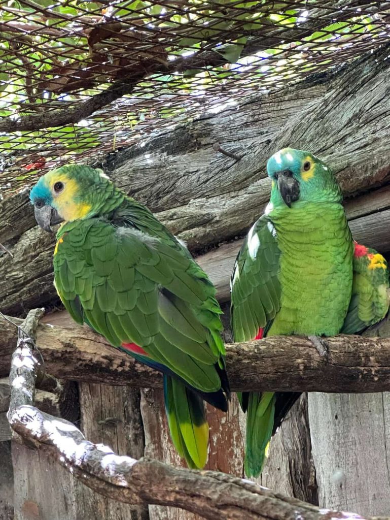 Two vibrant green parrots with blue and yellow markings perched on a wooden branch.