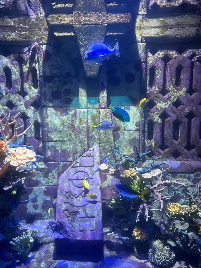 Blue tang fish swim around ancient ruins in an aquarium in Nassau.