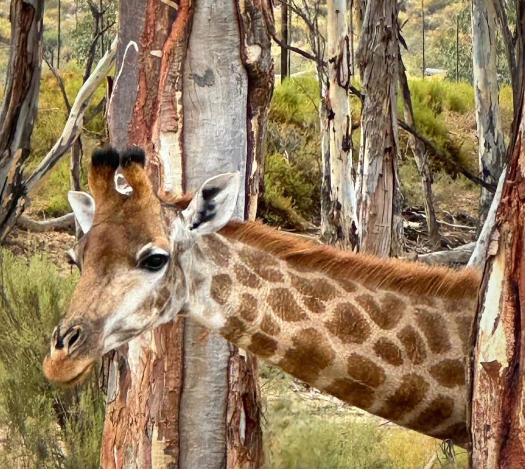 Giraffe peeking through trees in a natural habitat, possibly near Cape Town.