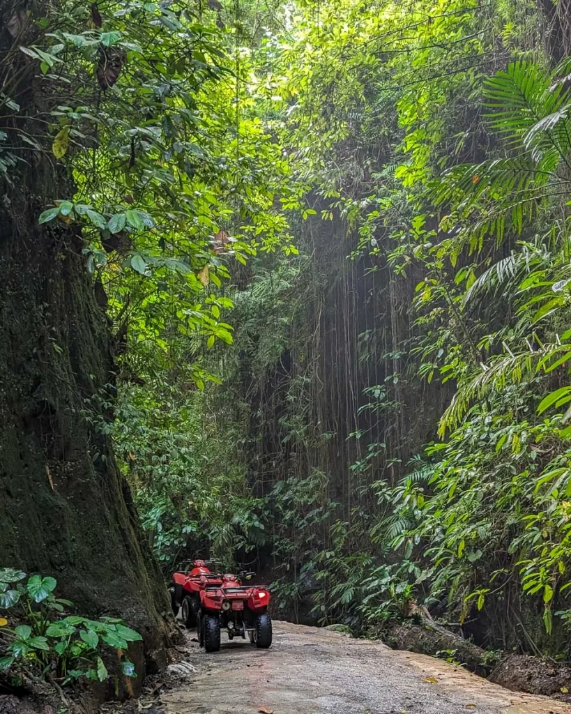 ATVs parked on a jungle path in Bali, surrounded by lush greenery and vines.
