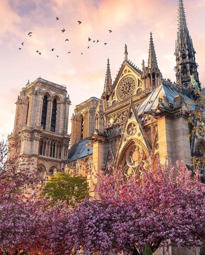 Notre Dame Cathedral in Paris with pink blossoms and birds in the sky at sunset.