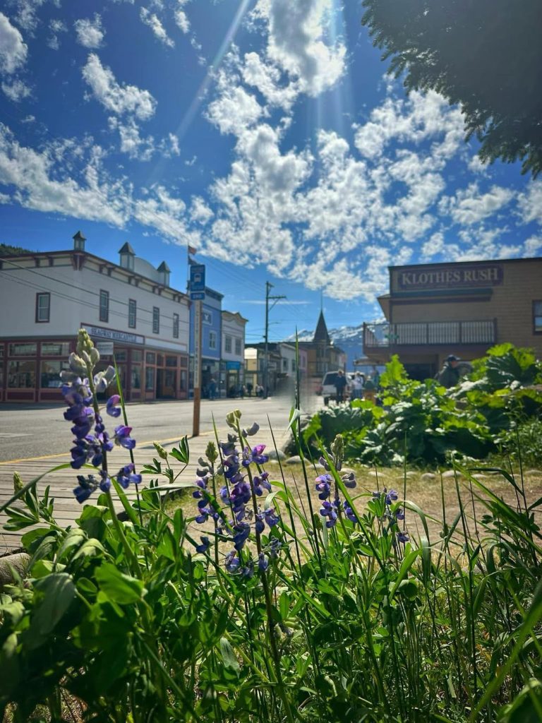 Lupines bloom in front of Alaskan buildings under a cloudy blue sky.