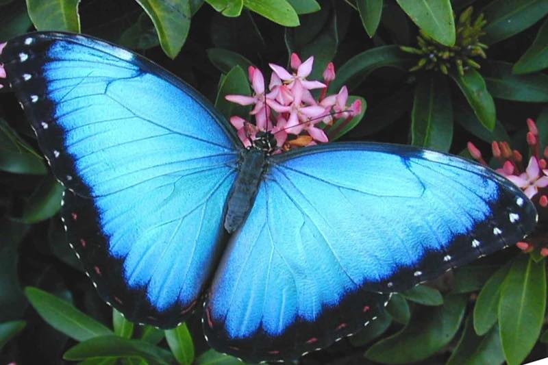 Blue morpho butterfly with black-bordered wings rests on pink flowers.