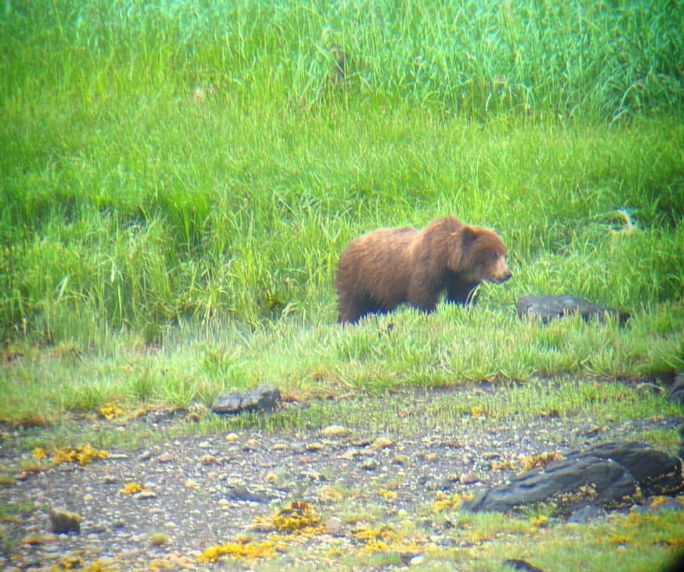 Brown bear foraging in a lush green meadow.