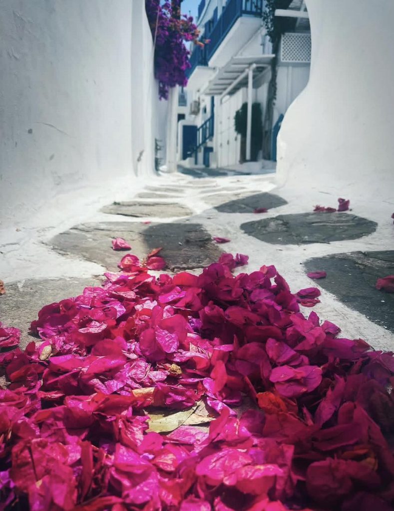 Pink bougainvillea petals scattered on a white cobblestone path in a Greek village.