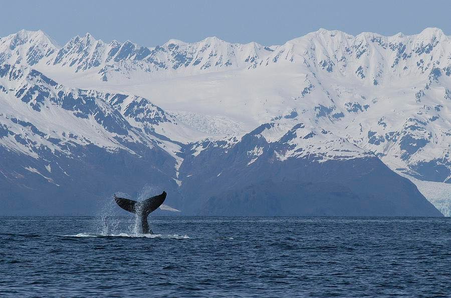 Humpback whale tail fluke diving into ocean with snow-capped mountains behind