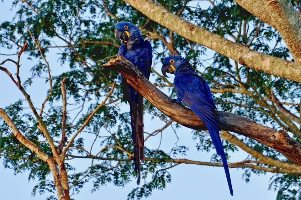 Two bright blue hyacinth macaws perched on a tree branch.