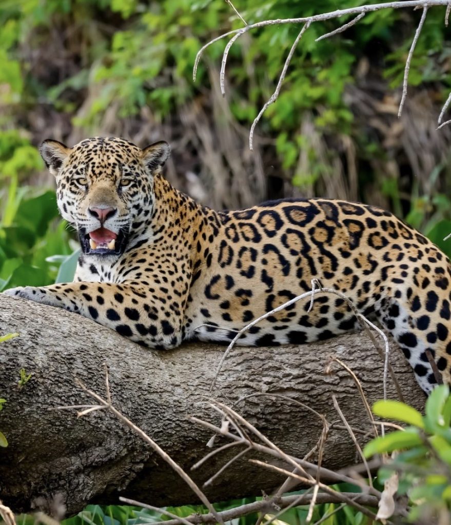 Jaguar resting on a tree trunk in a lush green jungle environment.