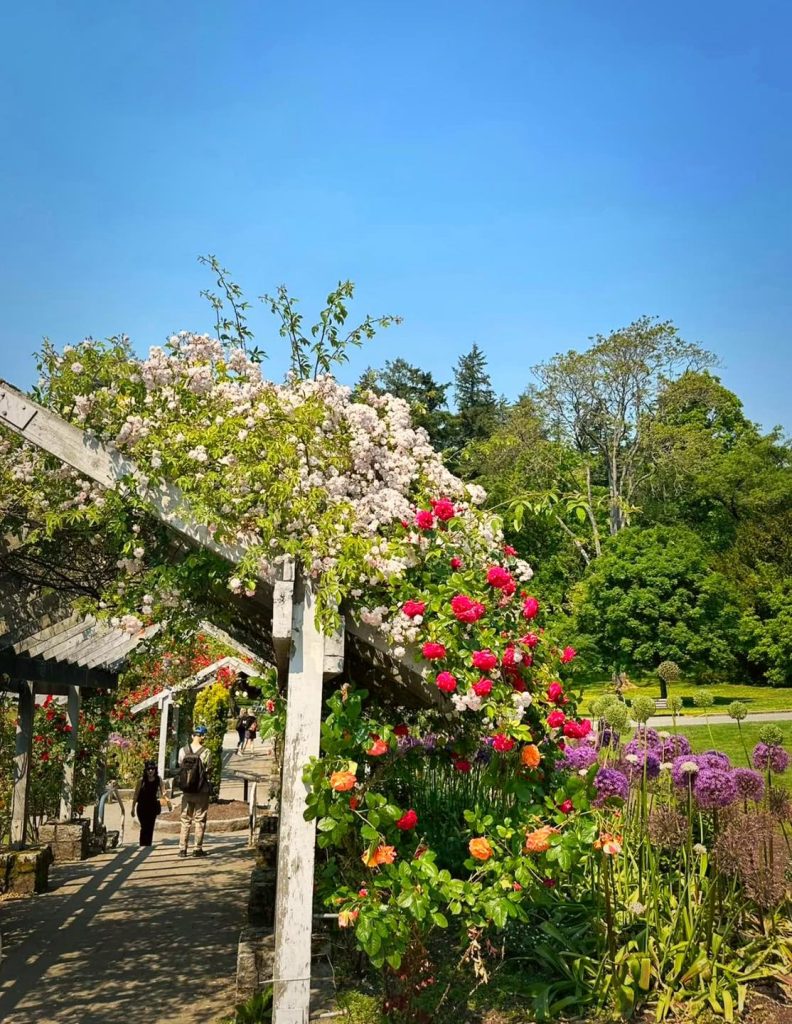 A white pergola covered in pink and red roses with people walking on a path.