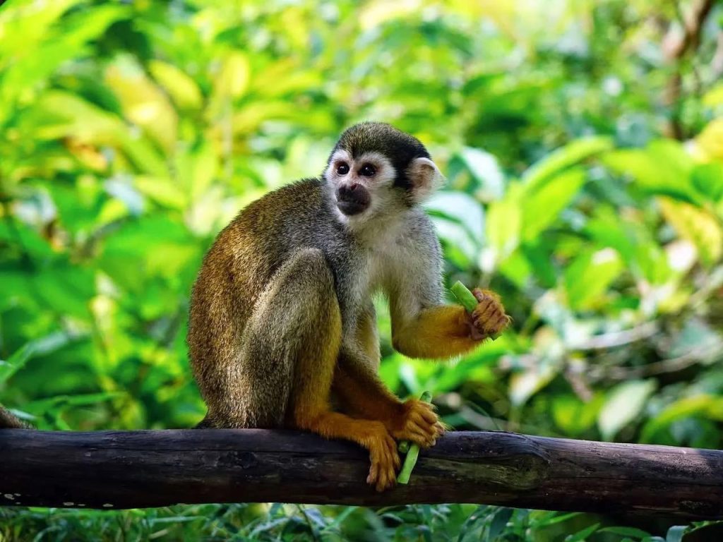 A squirrel monkey sits on a branch, eating a green stalk.